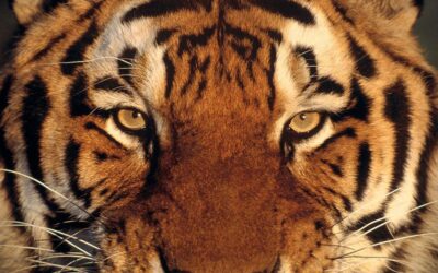 La mirada del tigre del emprendedor